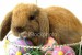 ist2_2907307-easter-bunny.jpg